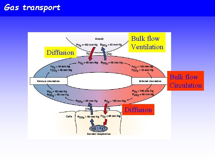 Gas transport Diffusion Bulk flow Ventilation Bulk flow Circulation Diffusion 
