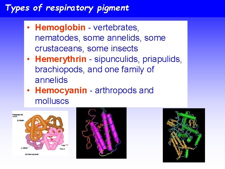 Types of respiratory pigment • Hemoglobin - vertebrates, nematodes, some annelids, some crustaceans, some