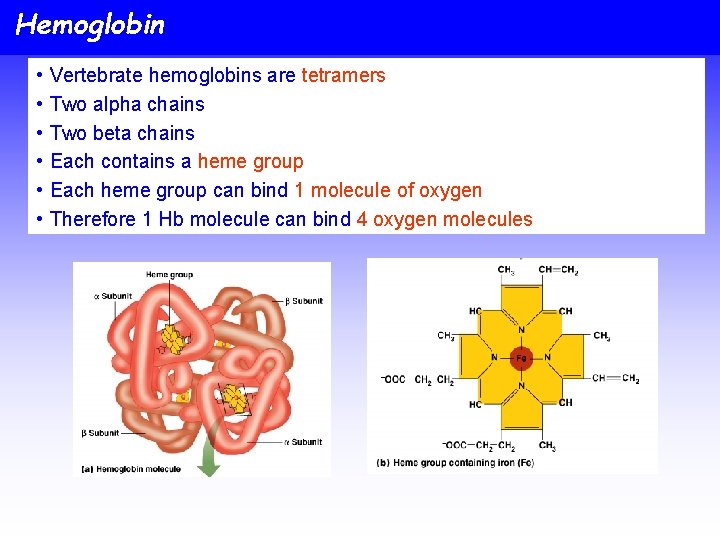 Hemoglobin • • • Vertebrate hemoglobins are tetramers Two alpha chains Two beta chains