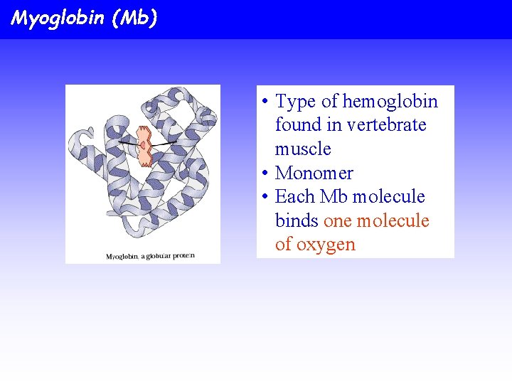 Myoglobin (Mb) • Type of hemoglobin found in vertebrate muscle • Monomer • Each