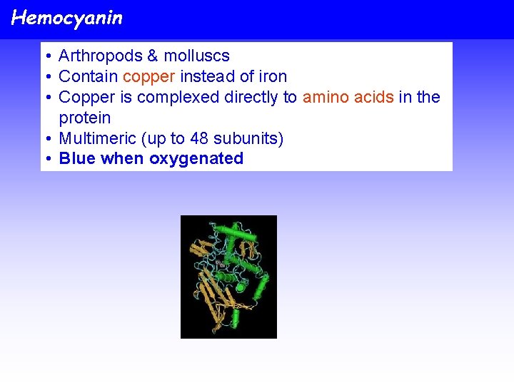 Hemocyanin • Arthropods & molluscs • Contain copper instead of iron • Copper is