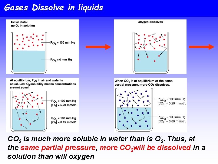 Gases Dissolve in liquids CO 2 is much more soluble in water than is