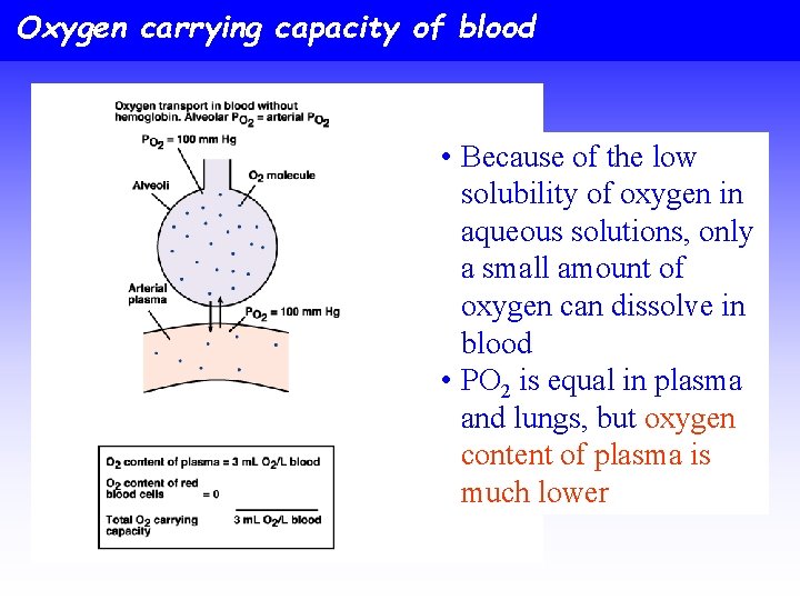 Oxygen carrying capacity of blood • Because of the low solubility of oxygen in