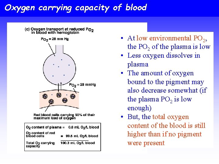 Oxygen carrying capacity of blood • At low environmental PO 2, the PO 2