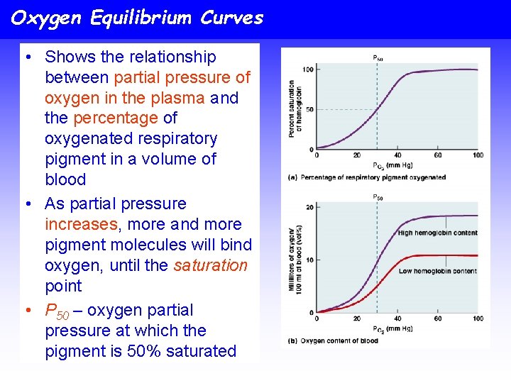 Oxygen Equilibrium Curves • Shows the relationship between partial pressure of oxygen in the