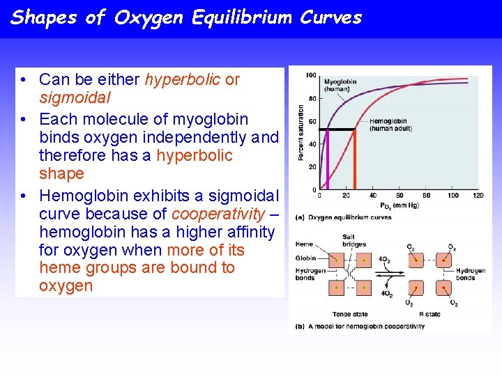Shapes of Oxygen Equilibrium Curves • Can be either hyperbolic or sigmoidal • Each