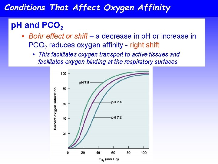 Conditions That Affect Oxygen Affinity p. H and PCO 2 • Bohr effect or