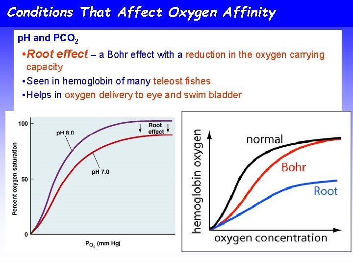 Conditions That Affect Oxygen Affinity p. H and PCO 2 • Root effect –