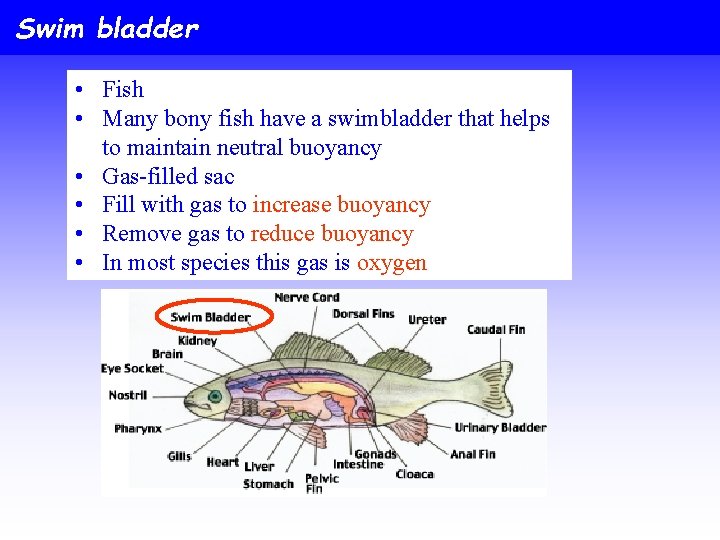 Swim bladder • Fish • Many bony fish have a swimbladder that helps to