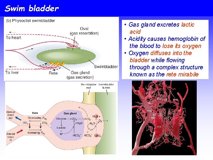 Swim bladder • Gas gland excretes lactic acid • Acidity causes hemoglobin of the