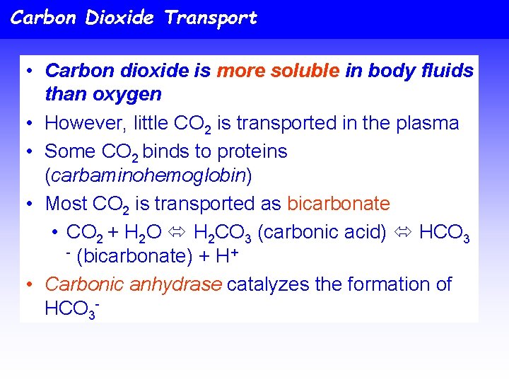 Carbon Dioxide Transport • Carbon dioxide is more soluble in body fluids than oxygen