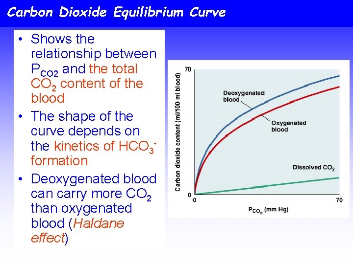 Carbon Dioxide Equilibrium Curve • Shows the relationship between PCO 2 and the total
