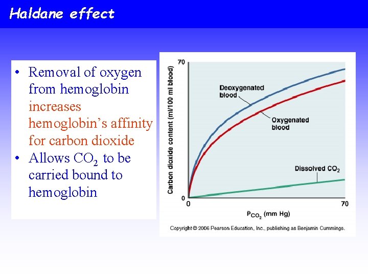 Haldane effect • Removal of oxygen from hemoglobin increases hemoglobin’s affinity for carbon dioxide