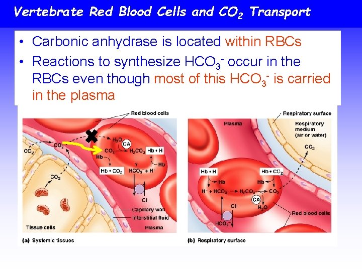 Vertebrate Red Blood Cells and CO 2 Transport • Carbonic anhydrase is located within