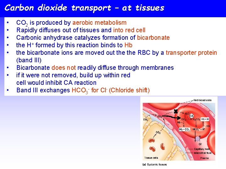 Carbon dioxide transport – at tissues • • CO 2 is produced by aerobic