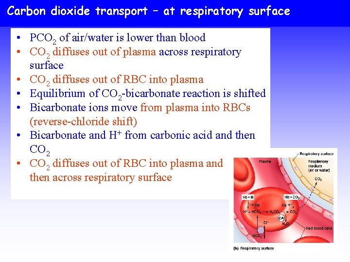 Carbon dioxide transport – at respiratory surface • PCO 2 of air/water is lower