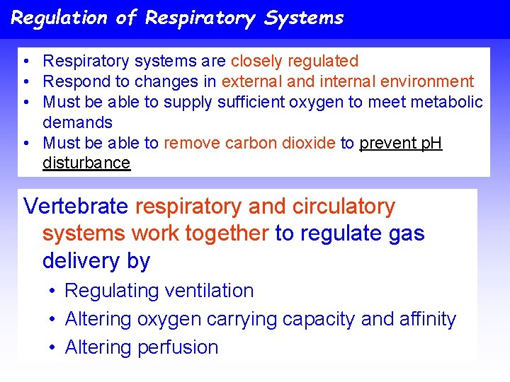 Regulation of Respiratory Systems • Respiratory systems are closely regulated • Respond to changes