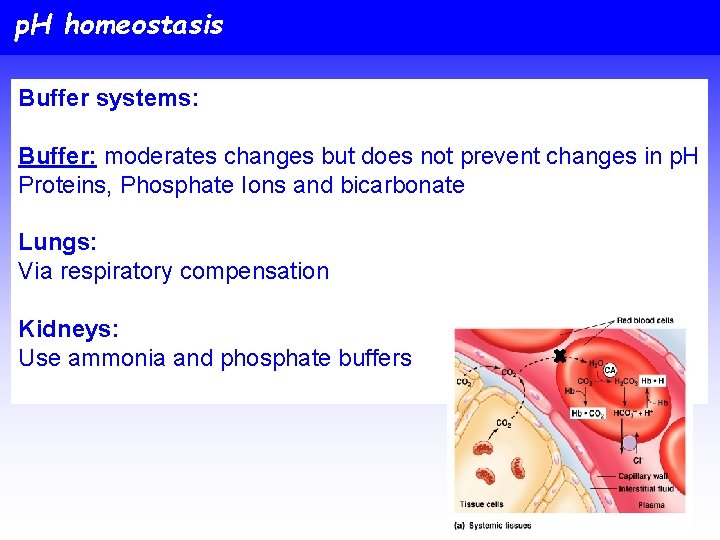 p. H homeostasis Buffer systems: Buffer: moderates changes but does not prevent changes in