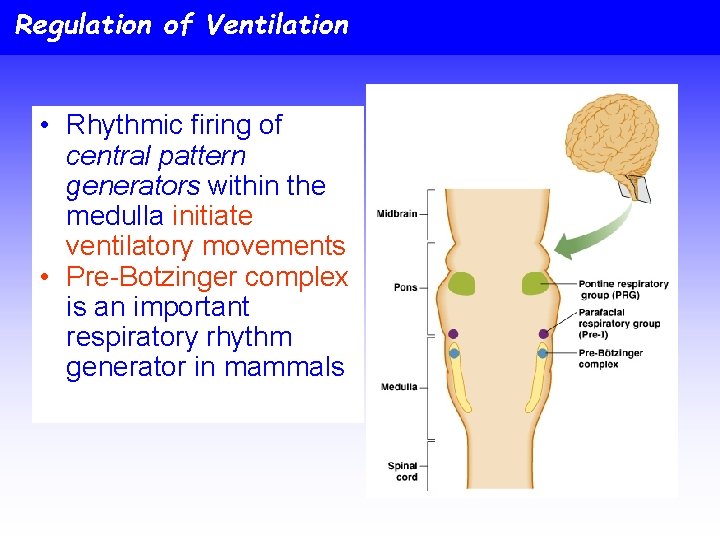Regulation of Ventilation • Rhythmic firing of central pattern generators within the medulla initiate