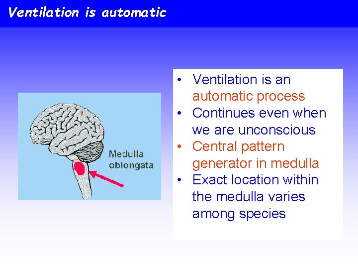 Ventilation is automatic • Ventilation is an automatic process • Continues even when we