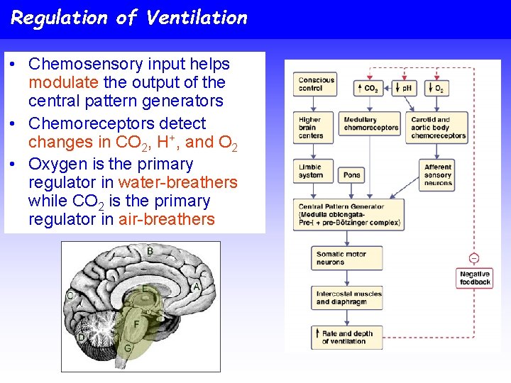Regulation of Ventilation • Chemosensory input helps modulate the output of the central pattern