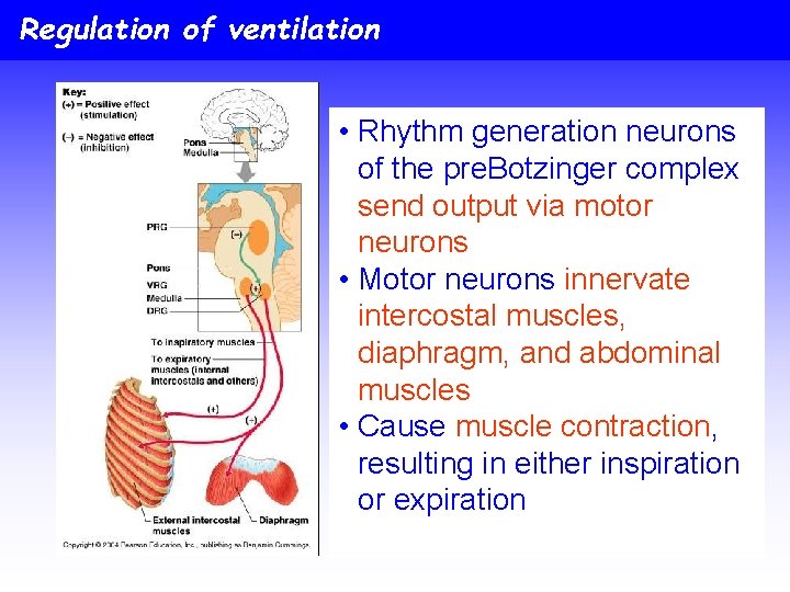 Regulation of ventilation • Rhythm generation neurons of the pre. Botzinger complex send output