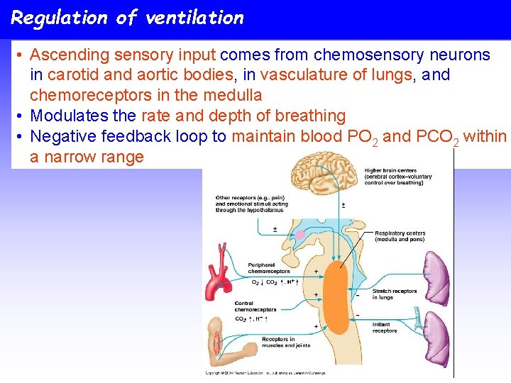 Regulation of ventilation • Ascending sensory input comes from chemosensory neurons in carotid and