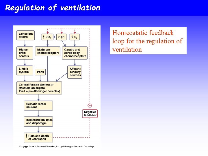 Regulation of ventilation Homeostatic feedback loop for the regulation of ventilation 