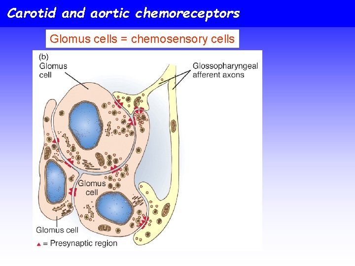 Carotid and aortic chemoreceptors Glomus cells = chemosensory cells 