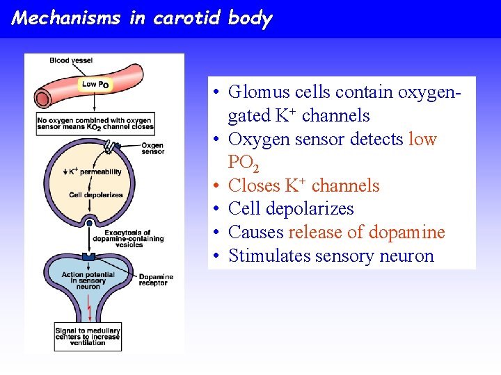 Mechanisms in carotid body • Glomus cells contain oxygengated K+ channels • Oxygen sensor