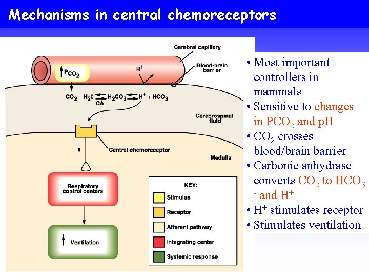 Mechanisms in central chemoreceptors • Most important controllers in mammals • Sensitive to changes