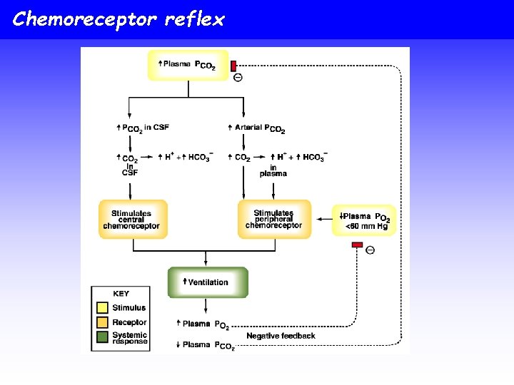 Chemoreceptor reflex 
