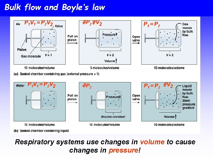 Bulk flow and Boyle’s law P 1 V 1 = P 2 V 2
