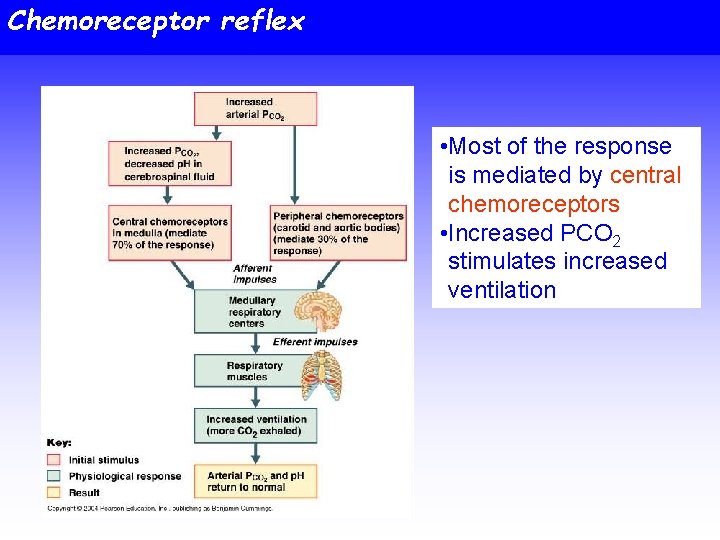 Chemoreceptor reflex • Most of the response is mediated by central chemoreceptors • Increased