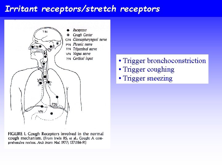 Irritant receptors/stretch receptors • Trigger bronchoconstriction • Trigger coughing • Trigger sneezing 