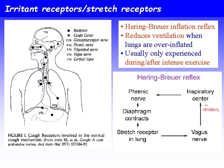 Irritant receptors/stretch receptors • Hering-Breuer inflation reflex • Reduces ventilation when lungs are over-inflated