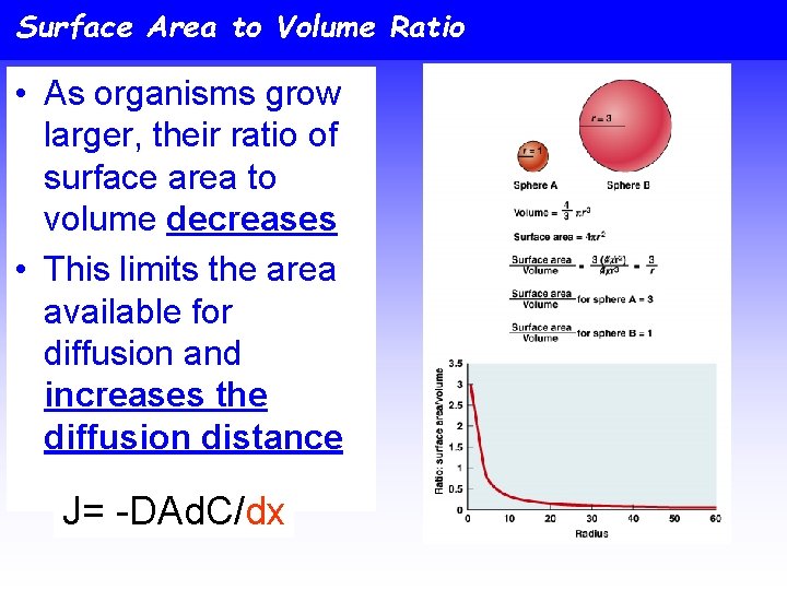 Surface Area to Volume Ratio • As organisms grow larger, their ratio of surface