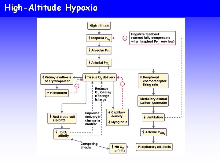 High-Altitude Hypoxia 