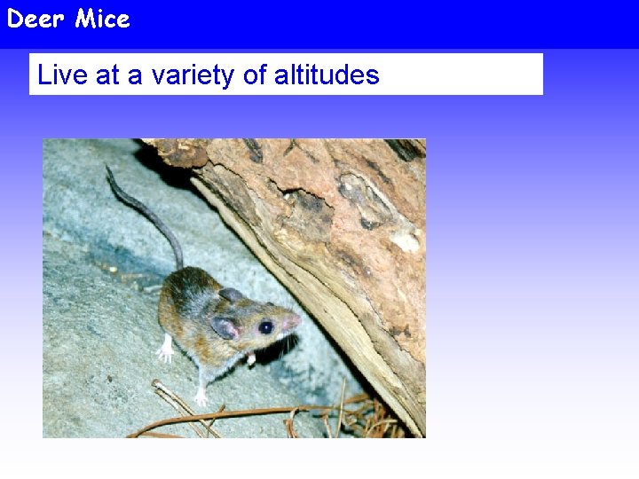 Deer Mice Live at a variety of altitudes 