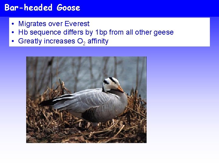 Bar-headed Goose • Migrates over Everest • Hb sequence differs by 1 bp from
