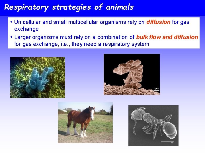 Respiratory strategies of animals • Unicellular and small multicellular organisms rely on diffusion for