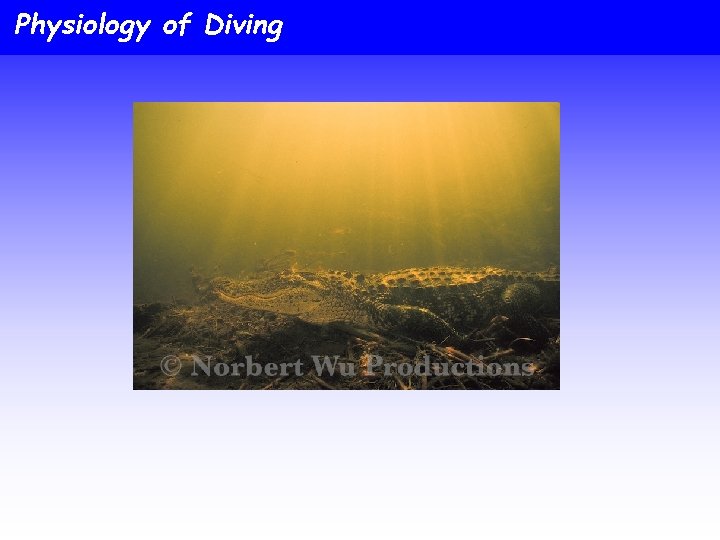 Physiology of Diving 