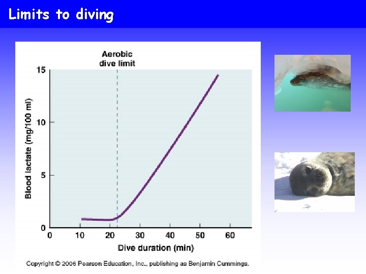 Limits to diving 