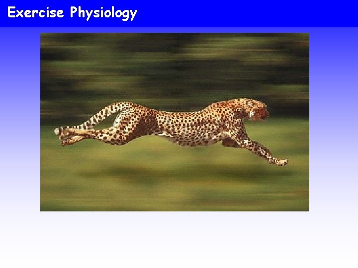 Exercise Physiology 