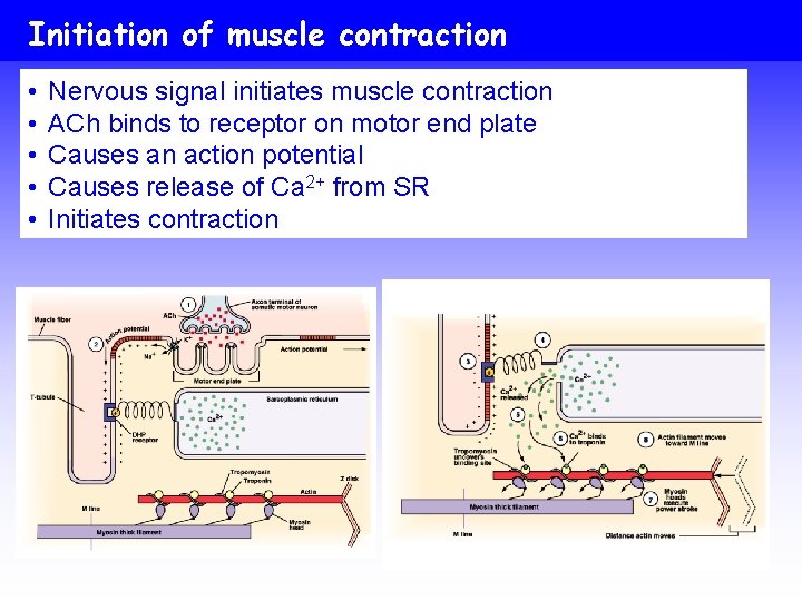 Initiation of muscle contraction • • • Nervous signal initiates muscle contraction ACh binds