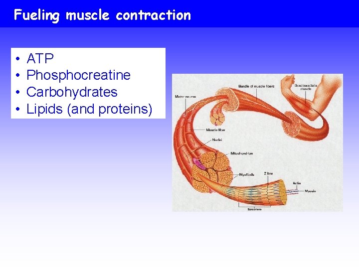 Fueling muscle contraction • • ATP Phosphocreatine Carbohydrates Lipids (and proteins) 