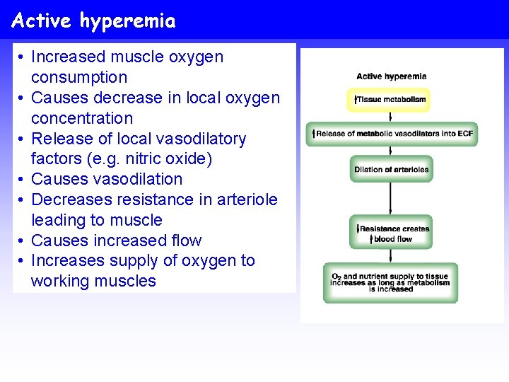 Active hyperemia • Increased muscle oxygen consumption • Causes decrease in local oxygen concentration