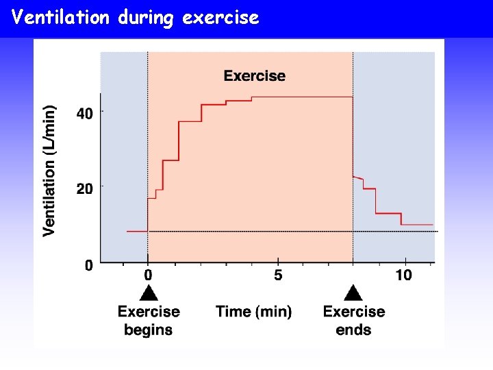 Ventilation during exercise 