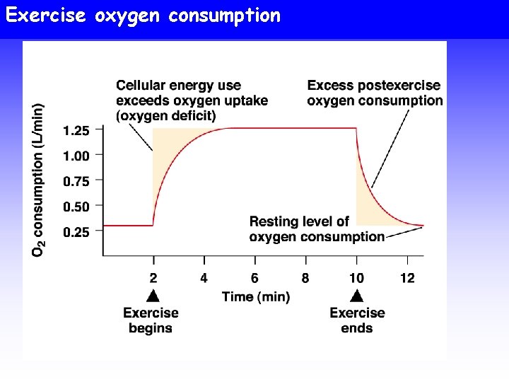 Exercise oxygen consumption 