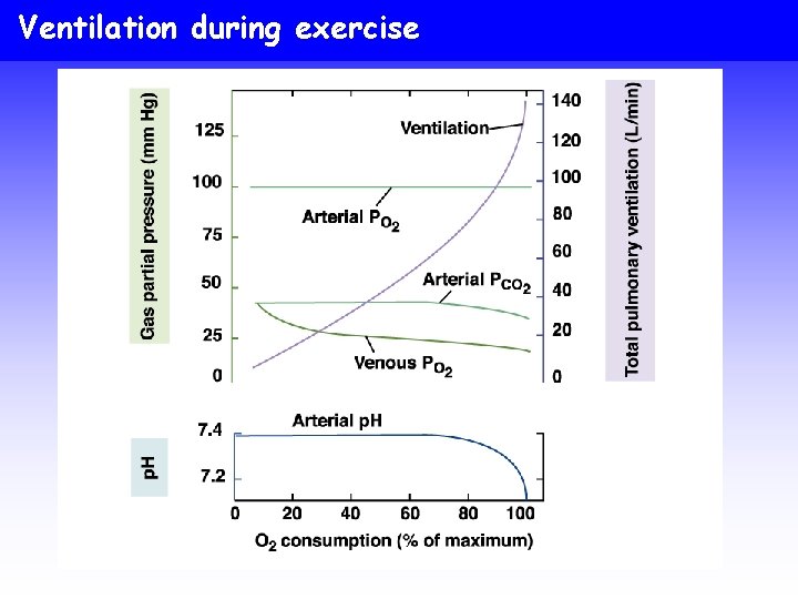 Ventilation during exercise 